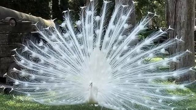 My Choice 474 - Orietta Berti: Tipitipiti смотреть онлайн