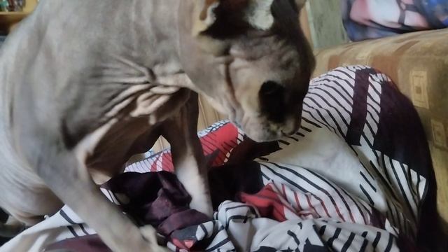 Сфинкс массажист