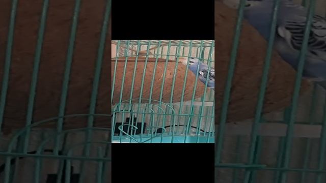 каркуша поёт смотреть онлайн