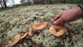 Красивый чистый лес усыпан грибами! НЕКУДА НАСТУПИТЬ, КРУГОМ ОДНИ ГРУЗДИ! СИБИРСКАЯ ГРИБАЛКА 2024 г