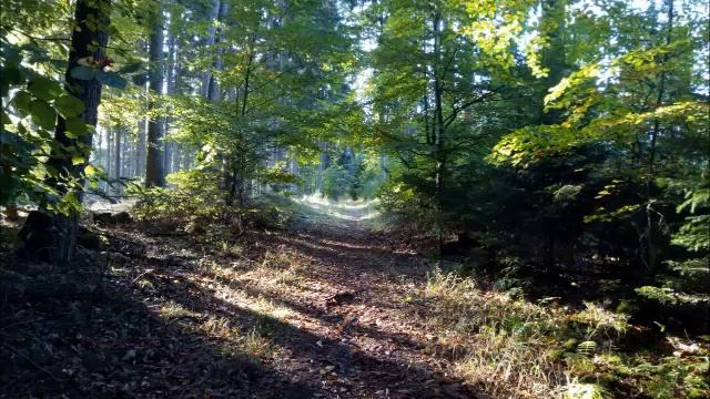 Little Mattie Groves (Child 81) - Jeannie Robertson смотреть онлайн