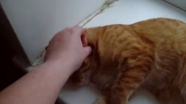 мой кот,лентяй ,противный живчик))))) смотреть онлайн