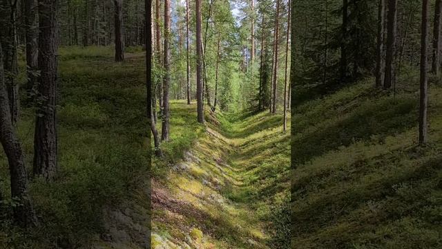 Карелия 2024. Карельский лес. Июль 2024г (Часть 6) #карелия смотреть онлайн