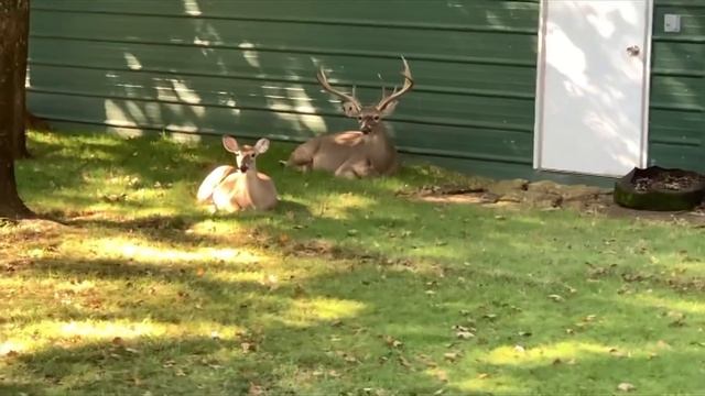 Lucy's Magnificent Herd, Saturday Oct 9th смотреть онлайн