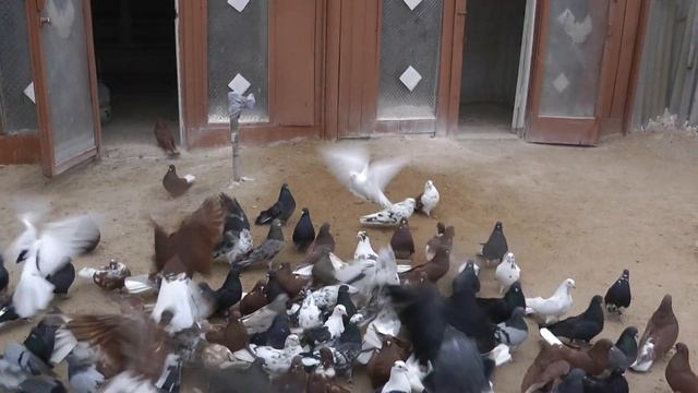 Николаевские Голуби смотреть онлайн