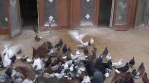 Николаевские Голуби