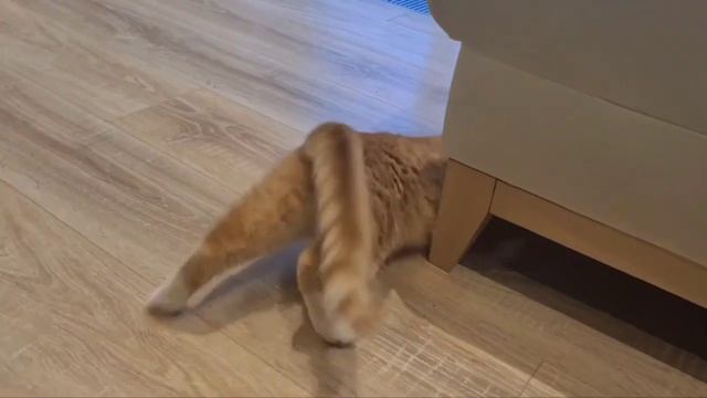 Рыжий кот играет с мышкой смотреть онлайн