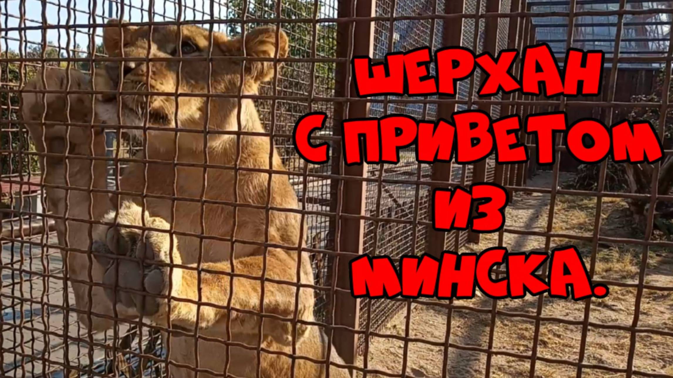 Золотой львёнок Шерхан с приветом из Минска. смотреть онлайн