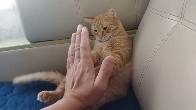 Кошка дает пять смотреть онлайн