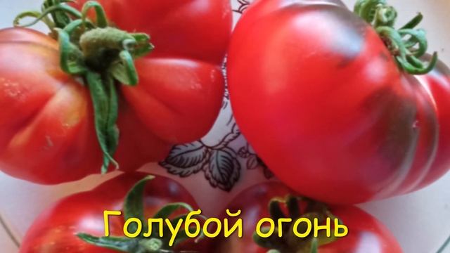 Часть 1 и 2 КАТАЛОГА ТОМАТОВ 2022 г. Коллекция С.Туранчич. г. Киров. Ватсап т.89229284031 смотреть онлайн
