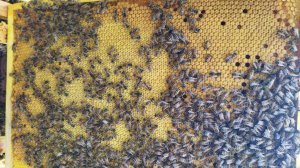 Пчелопакеты на 2025