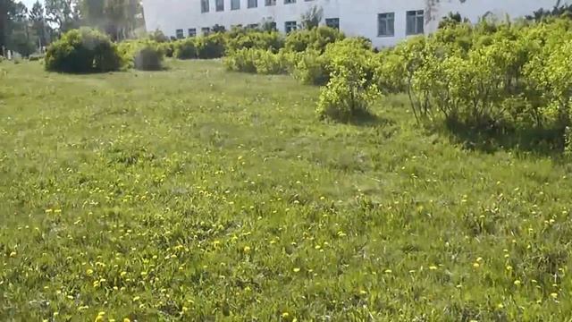 Сосновая аллея смотреть онлайн