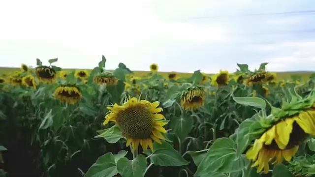 #красота жизни не только в том, что нас окружает, но и в следовании своим #желаниям. смотреть онлайн