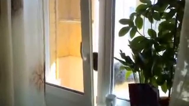 ВОрон Морган пытается открыть дверь.mp4 смотреть онлайн