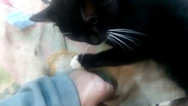 Кот приблудился ещё один смотреть онлайн