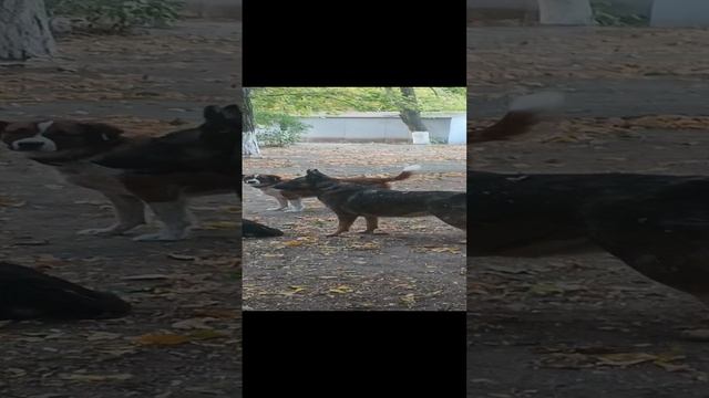 Дворовые собаки "дёрнутся" типа смотреть онлайн