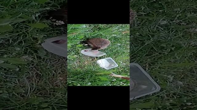 VID_20240627_215545
ЕЖИ смотреть онлайн