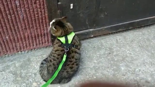 Кот Саша. Сим-Сим, открой дверь! Великий Поход закончен. смотреть онлайн