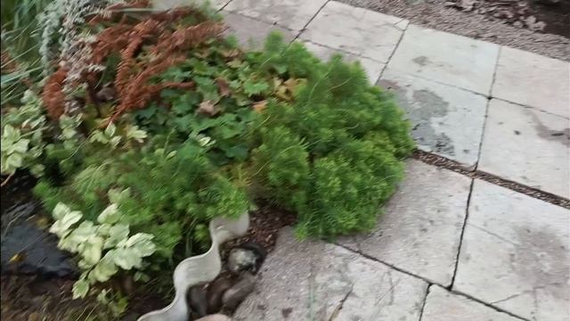 Плетёные ивы потеряли декоративный вид. Уборку в клумбах. смотреть онлайн