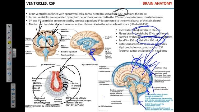 Ventricles. Meninges смотреть онлайн