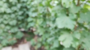 КИШМИШ ЧЕРНОМОР!🍇🍇🍇.mp4 WhatsApp и Viber +79528500417. Тел. +79054033245.