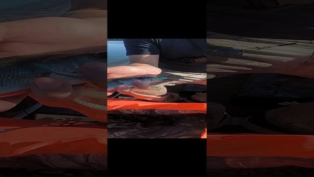 Рыбалка на спиннинг.Ловим осеннего окуня на силикон.#shorts смотреть онлайн