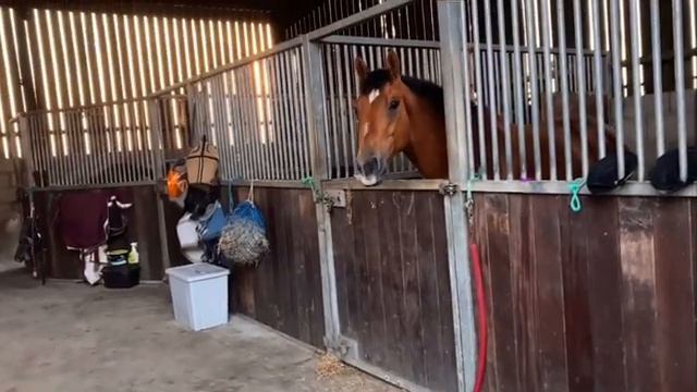 Exracer Jumping Bounces | How Did He Do? | Jodie and Harry смотреть онлайн