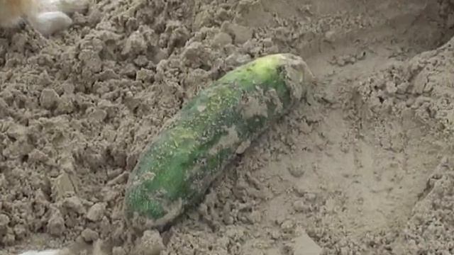 Что пес заготовил на зиму?.. смотреть онлайн