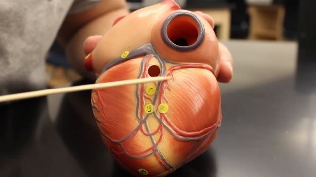 Система кровообращения | Анатомия сердца | Модель сердца смотреть онлайн