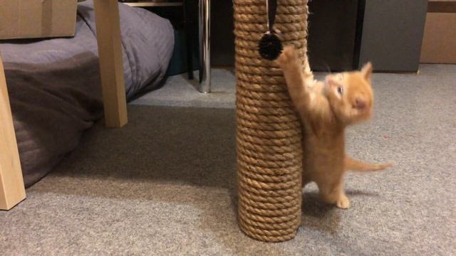 Как сделать когтеточку для кошки своими руками смотреть онлайн