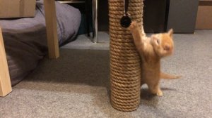 Как сделать когтеточку для кошки своими руками