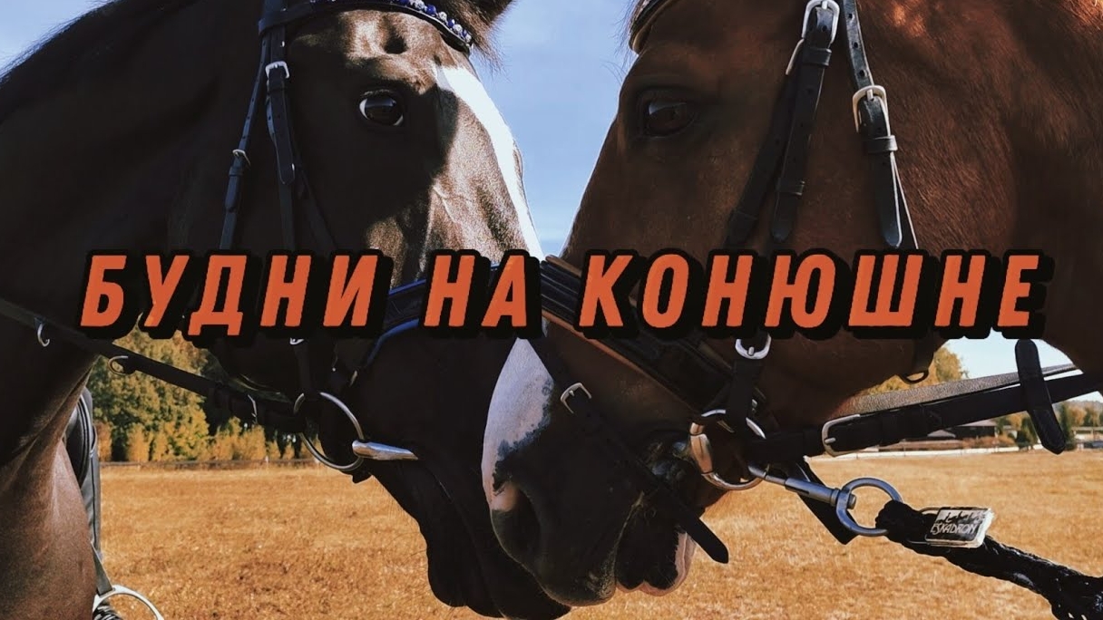 Моменты на конюшне 💗#лошади #кони #конюшня смотреть онлайн