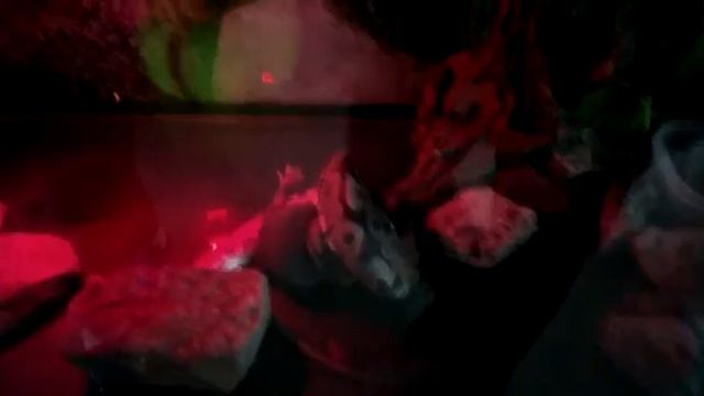 УДАВ НАПАЛ НА КРЫСУ смотреть онлайн