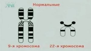 Генетика. Хромосомные мутации