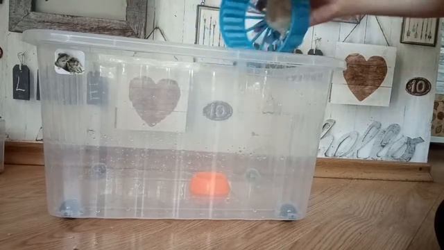 Уборка в клетке хомяка.уборка в контейнере хомяка смотреть онлайн