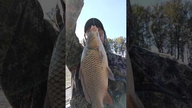 Клюёт САЗАНЧИК!!! смотреть онлайн