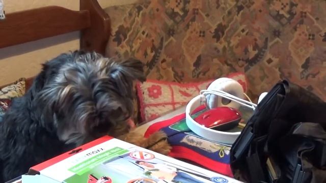 Леушка заходит и выходит! Ура! 🏠 Leushka comes and goes! Hooray! смотреть онлайн