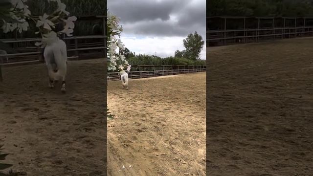 Susanne special træning 4 смотреть онлайн