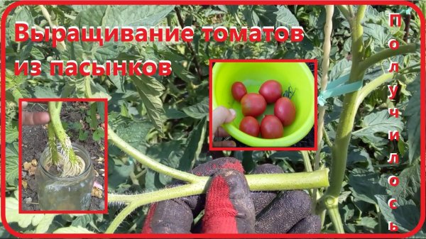 Помидоры из пасынков от обломки до урожая #огород #помидоры #своимируками