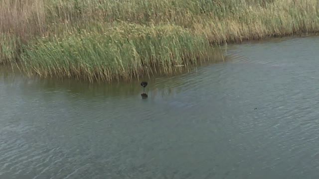 Лиман смотреть онлайн