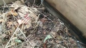 червь старатель, зимовка червя в деревянном ящике на улице.