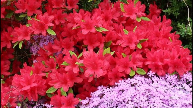 Aka Va Singil. Ака ва сингил.