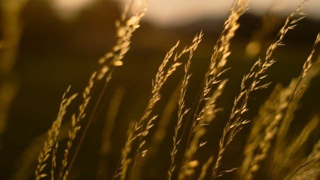 12K HDR 240 FPS DOLBY ATMOS - DOLBY VISION