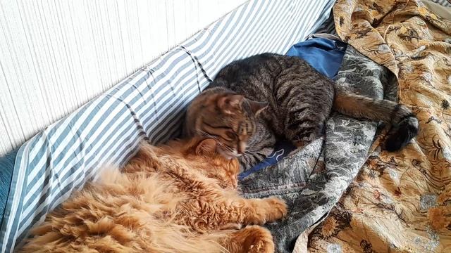 коты смотреть онлайн