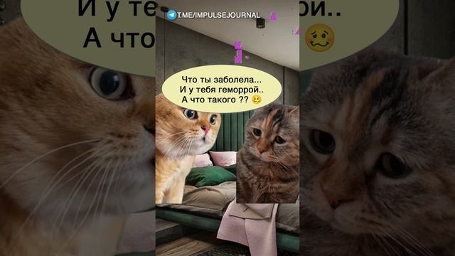 Сломанный телефон #мыкотики #вмем #разговор #анекдот #шутки #кот #юмор #смешное #прикольно #мемы смотреть онлайн