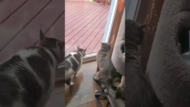 Kicked out the groom! Выгнали жениха! #Cat #USA #groom смотреть онлайн