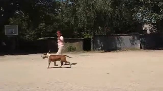 АСТ Асти Дог Хаус Челленджер Ченс смотреть онлайн