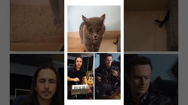 Кот-суперхит.mp4