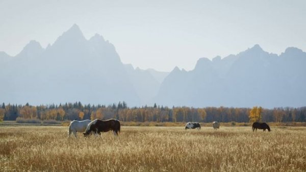 Wild Horses Ambience & Sounds 🎵