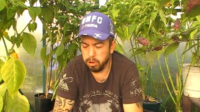 Chilli Test - Pink Tiger смотреть онлайн